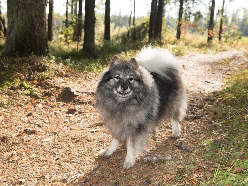 Smiling keeshond stands on a sunlit path
