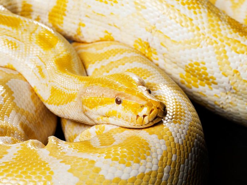 Snake - Albino burmese python