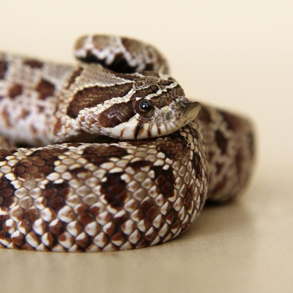 Want a Cute, Secretly Venomous Pet? Meet the Hognose Snake