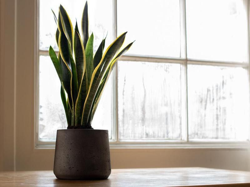Snake plant next to a window