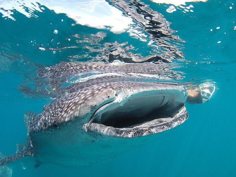 Snorkeling with whale shark