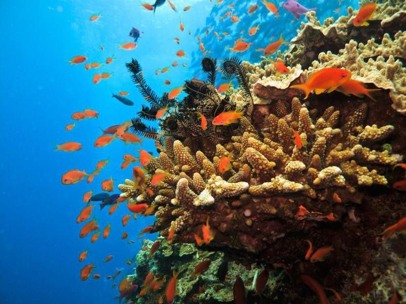 snorkle Destinations: Great Barrier Reef, Australia