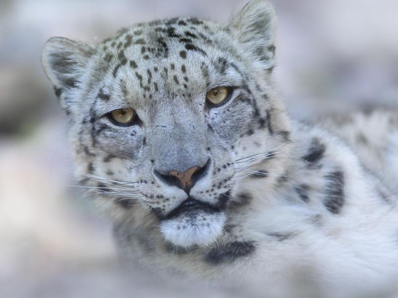 Snow leopard looking into camera