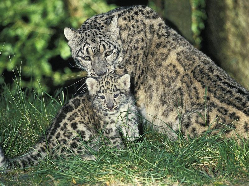 Snow Leopard or Ounce, uncia uncia, Mother and Cub
