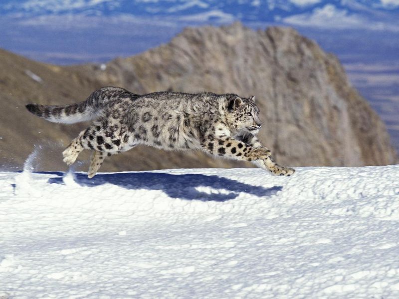 Snow leopard running on snow