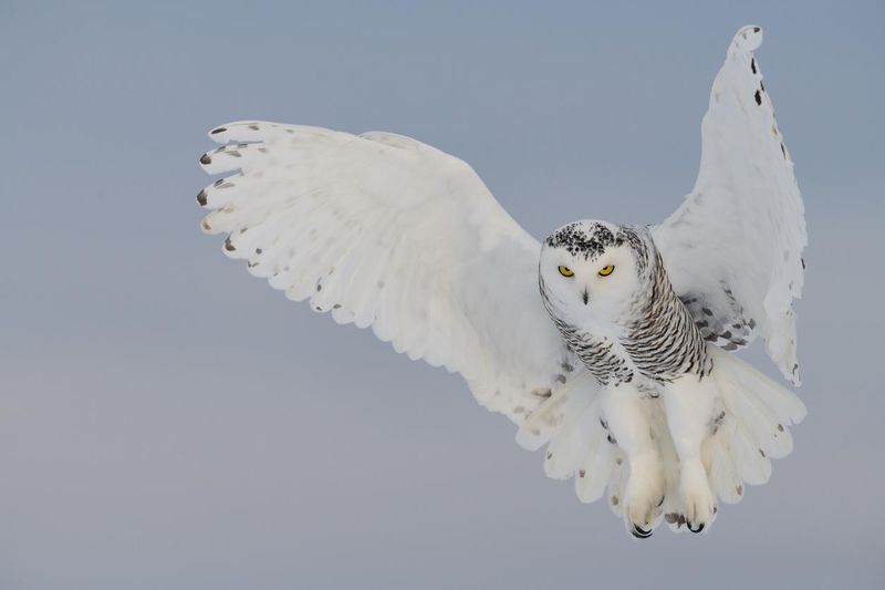 Snowy owl hovering in flight