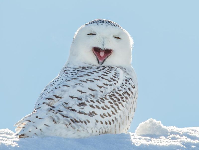 Snowy Owl - Yawning / Smiling in Snow