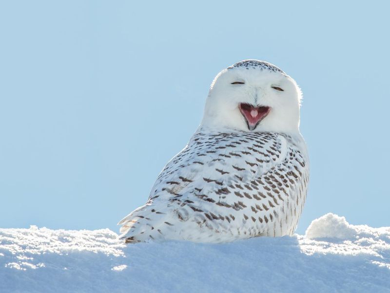 Snowy owl yawning