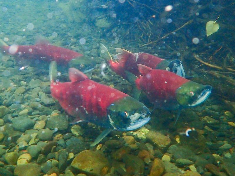 Sockeye salmon in Alaska