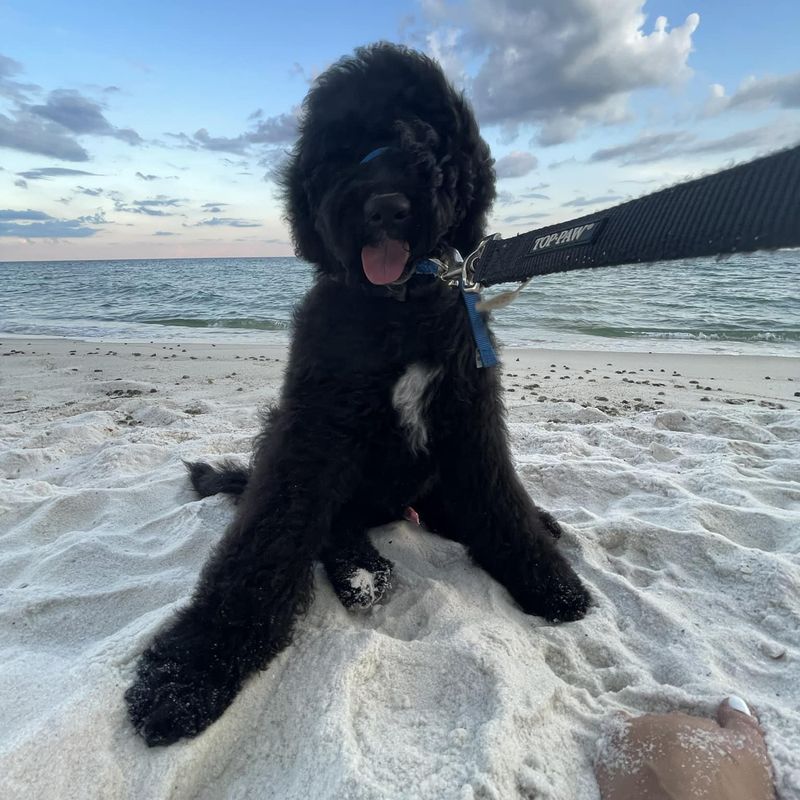Solid black sheepadoodle on the beach