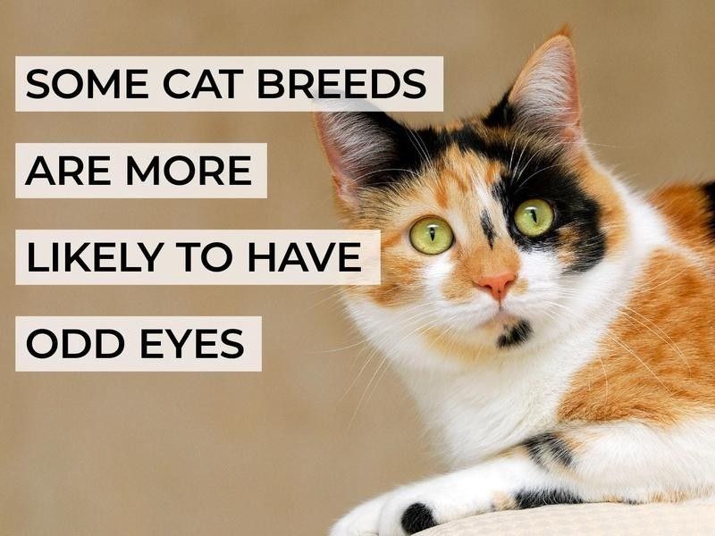 Some Cat Breeds Are More Likely to Have Odd Eyes