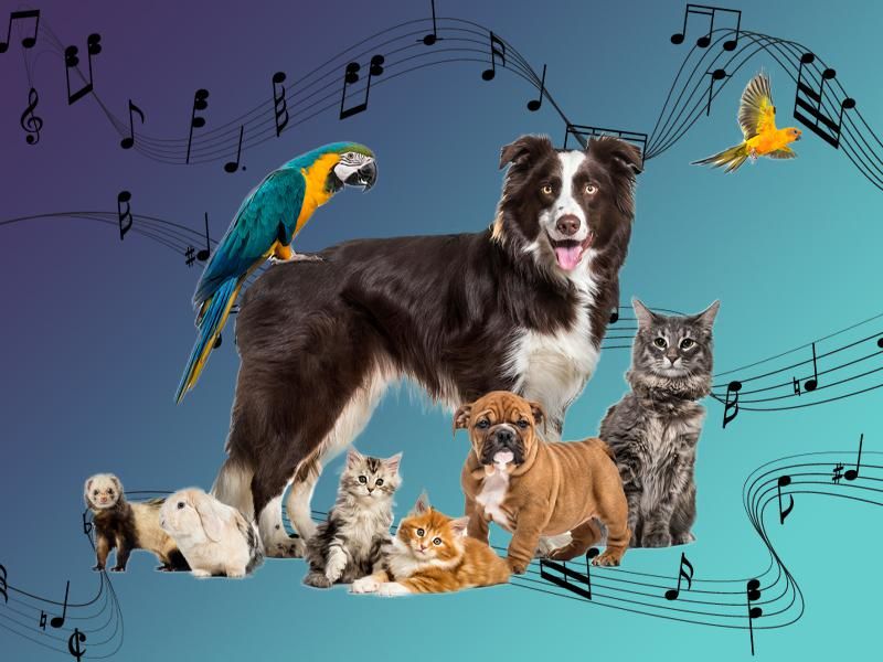 Songs about animals collage