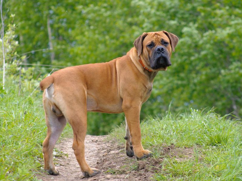 South African Boerboel on the grass