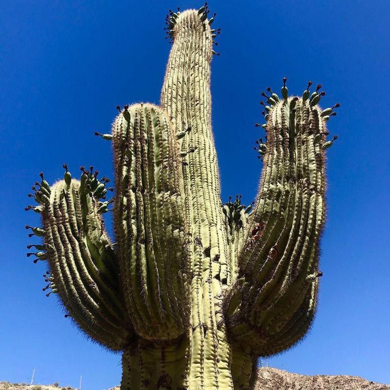 South Mountain Park Preserve cactus
