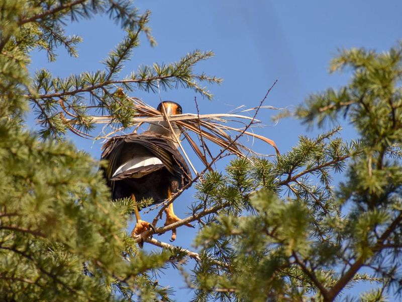 Southern Caracara (Caracara plancus) gathering material for building its nest