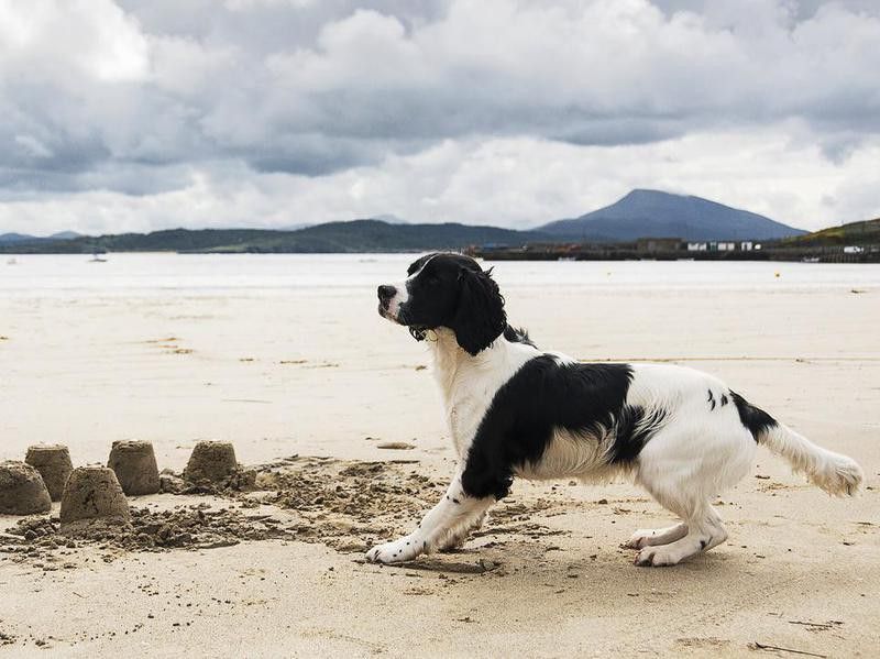 Spaniel dog playing on Donegal, Ireland beach