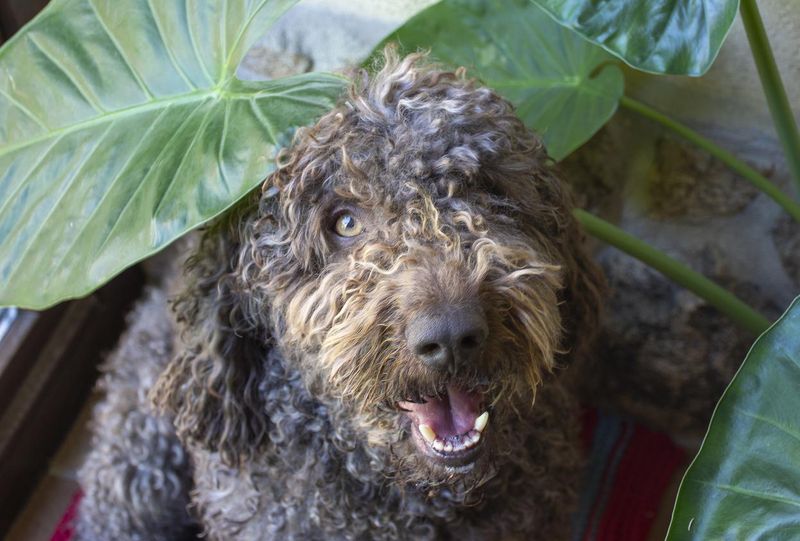 Spanish water dog, least obedient dog breed