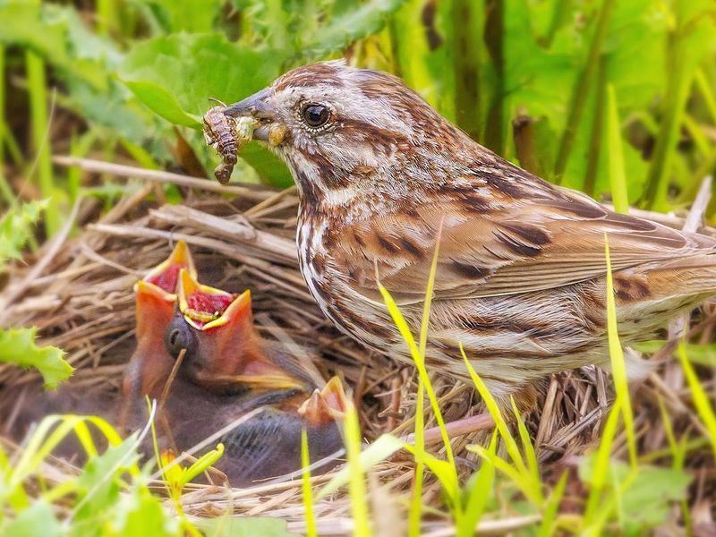 Sparrow feeding her young