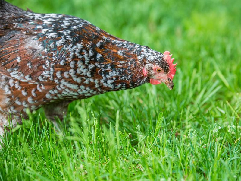 Speckled Sussex Hen foraging for food