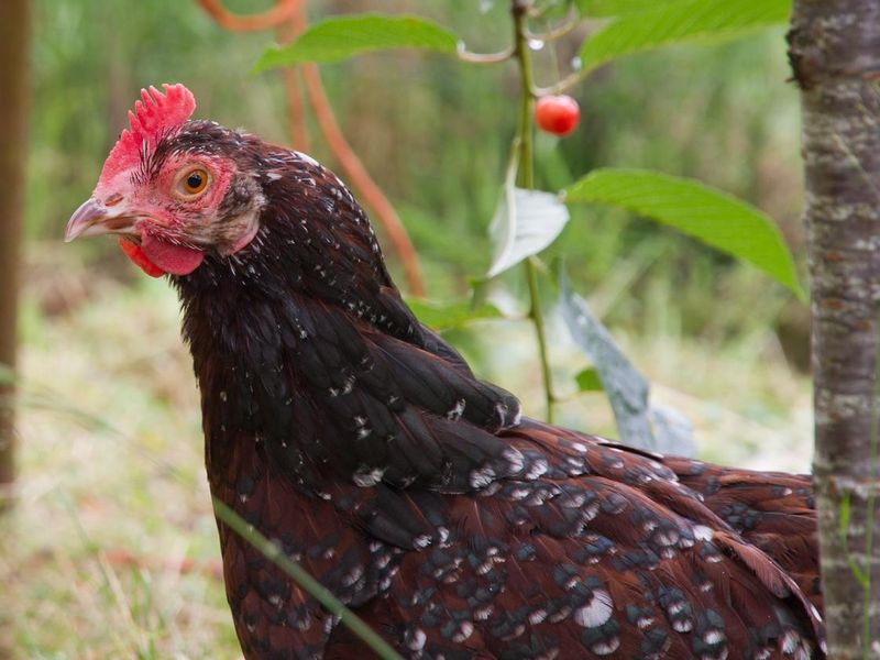 Speckled Sussex hen