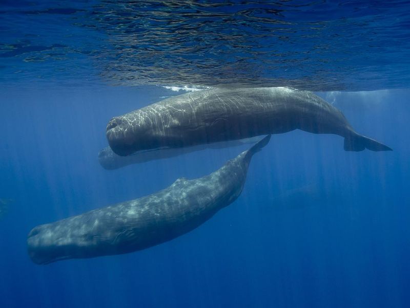 Sperm Whale Armada, Sri Lanka