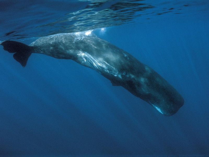 Sperm whale (Physeter macrocephalus).
