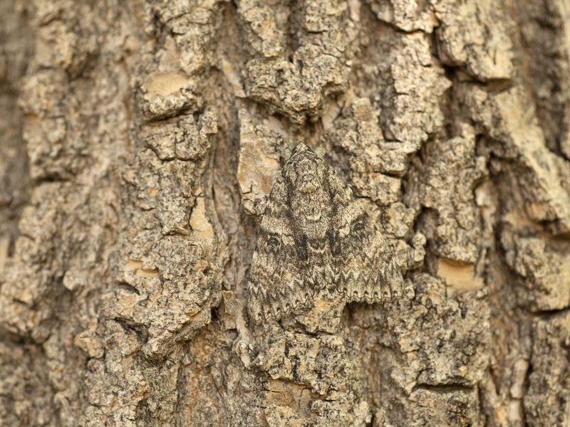 Sphinx moth on tree bark