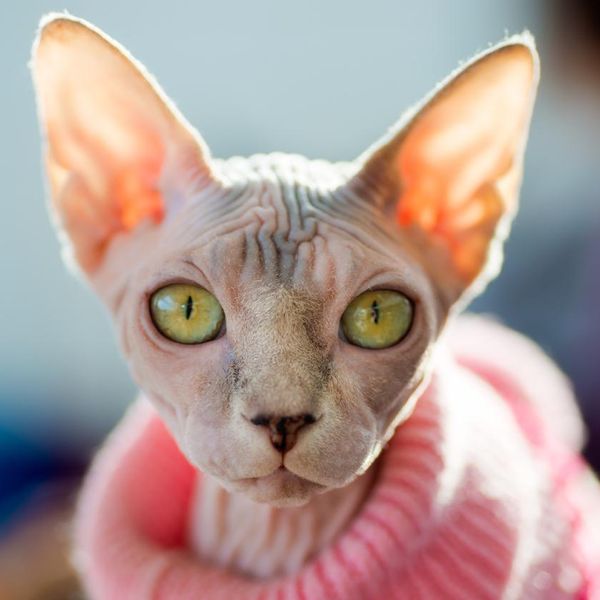 Animals: Sphynx cat wearing pink pullover, sun shining through the ears, close-up shot, blurred background