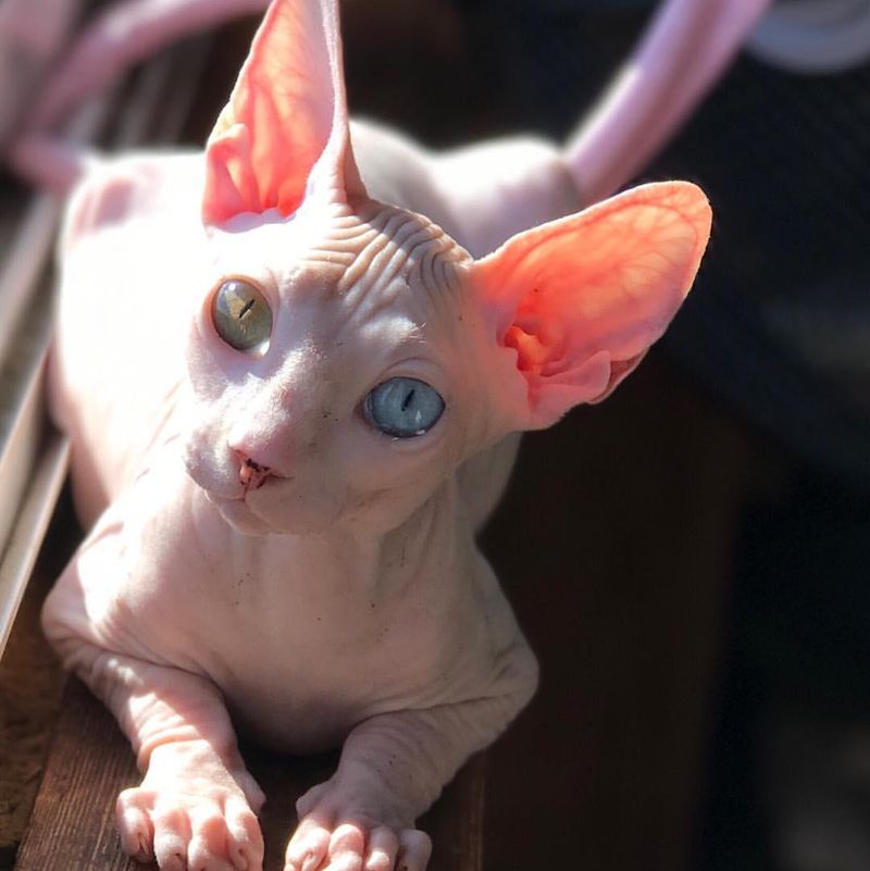 Sphynx with different colored eyes