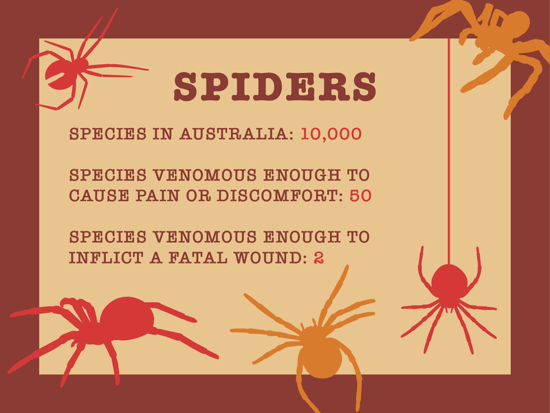 Spider facts