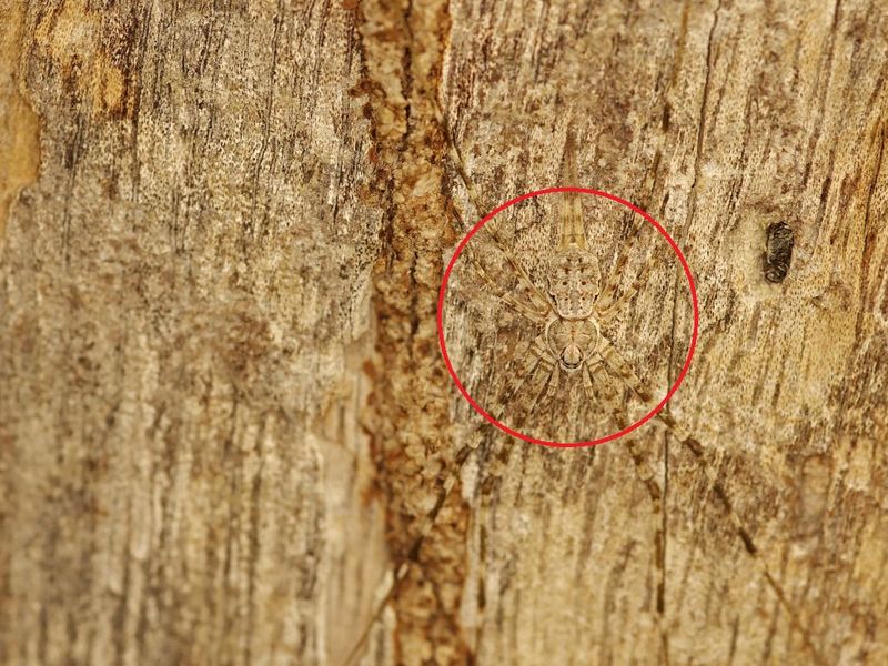 Spider found on tree bark