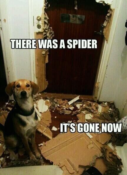 Spider vs. dog