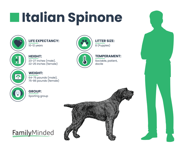 Spinone Breed Info