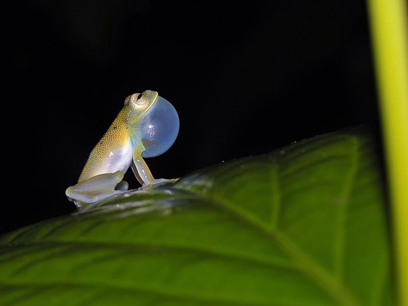 Spiny Cochran glass frog
