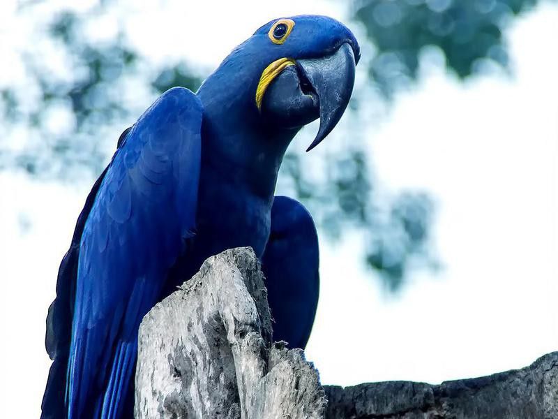 Spix Macaw