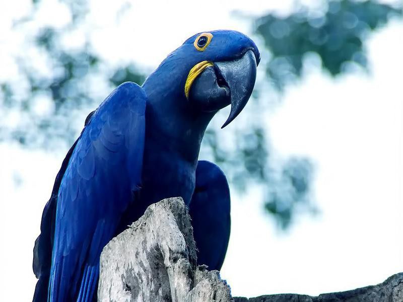 Spix's macaw perched on a tree