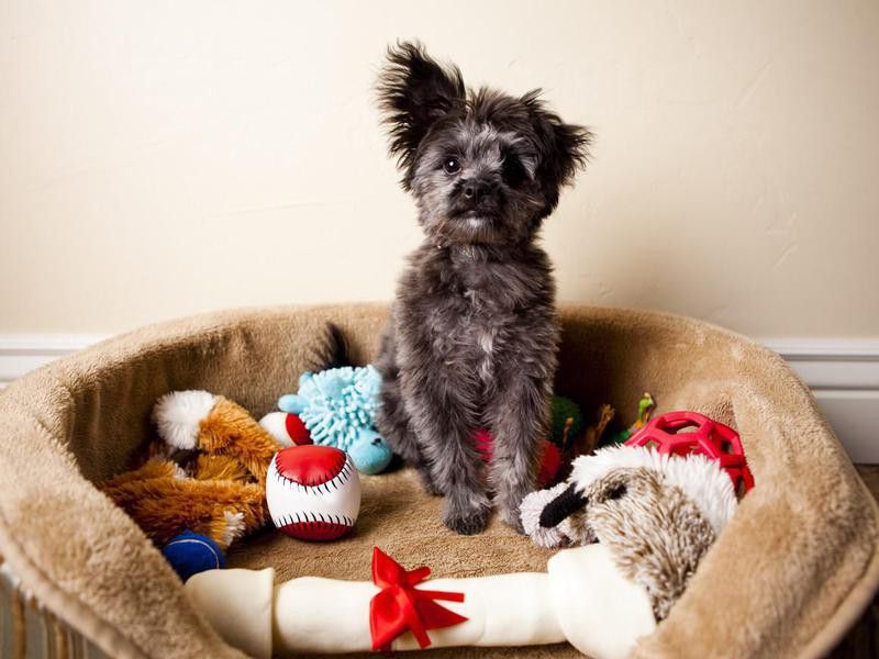 Spoiled Yorkiepoo Puppy Sitting in Bed of Toys