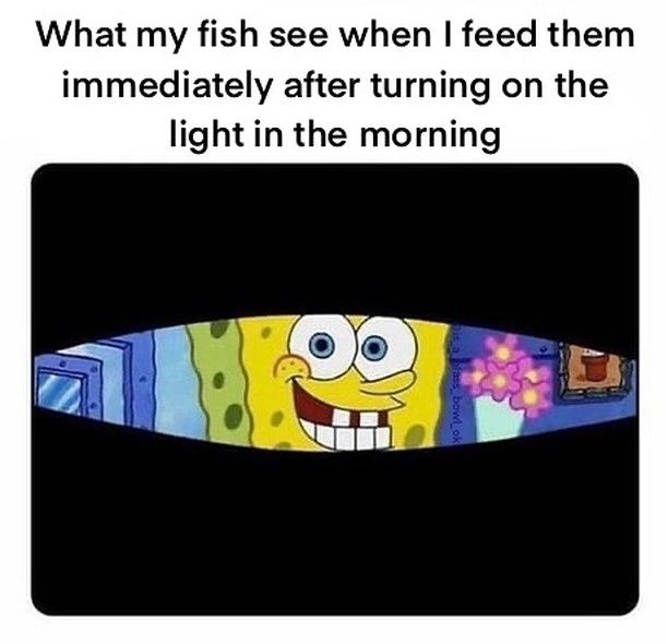 Sponge Bob fish meme