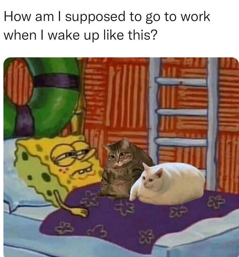 SpongeBob with cats laying on him