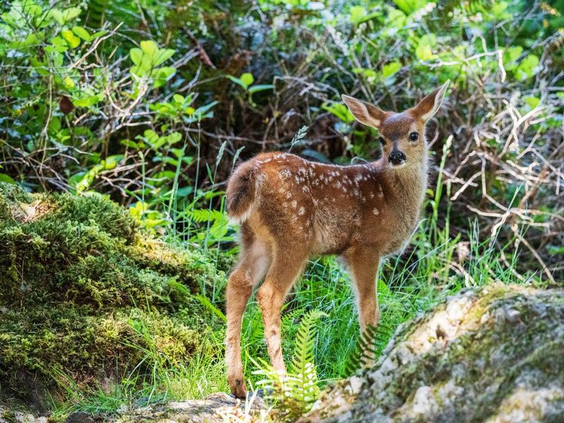 Spotted baby deer in the woods