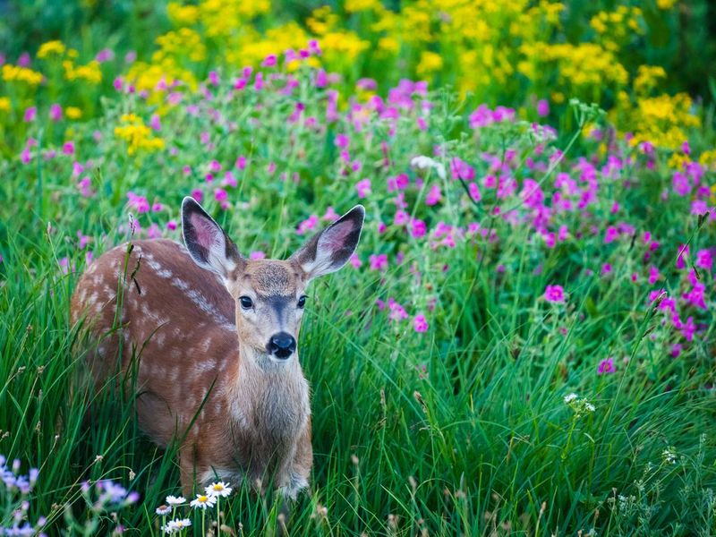 Spotted fawn in tall alpine wildflowers at Mt. Rainier