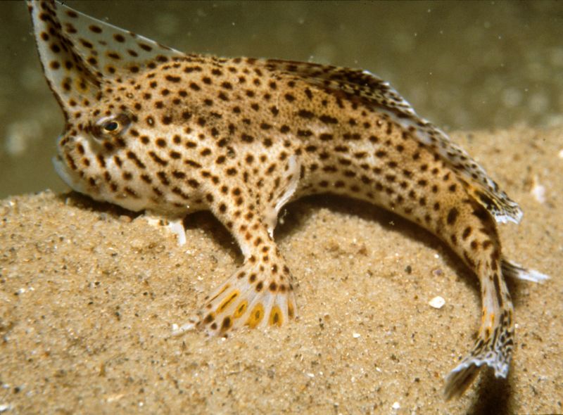 Spotted Handfish profile