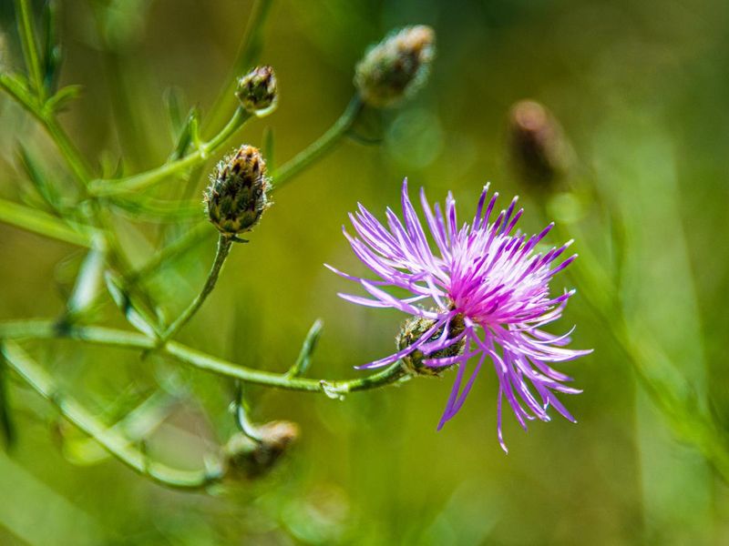 Spotted Knapweed in Bloom