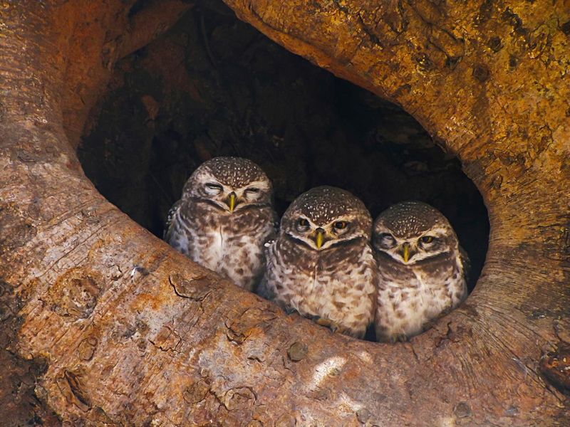 Spotted owlets in India
