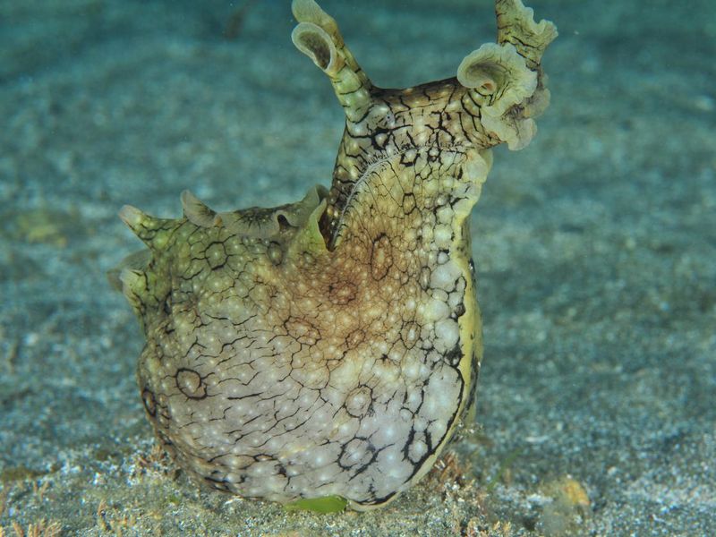 Spotted sea hare with head up