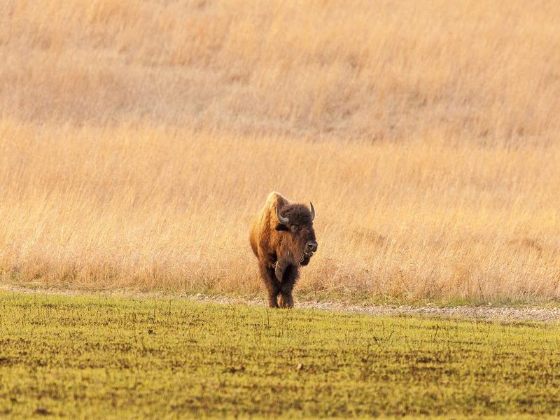 Spring Bison n Tallgrass Prairie National Preserve