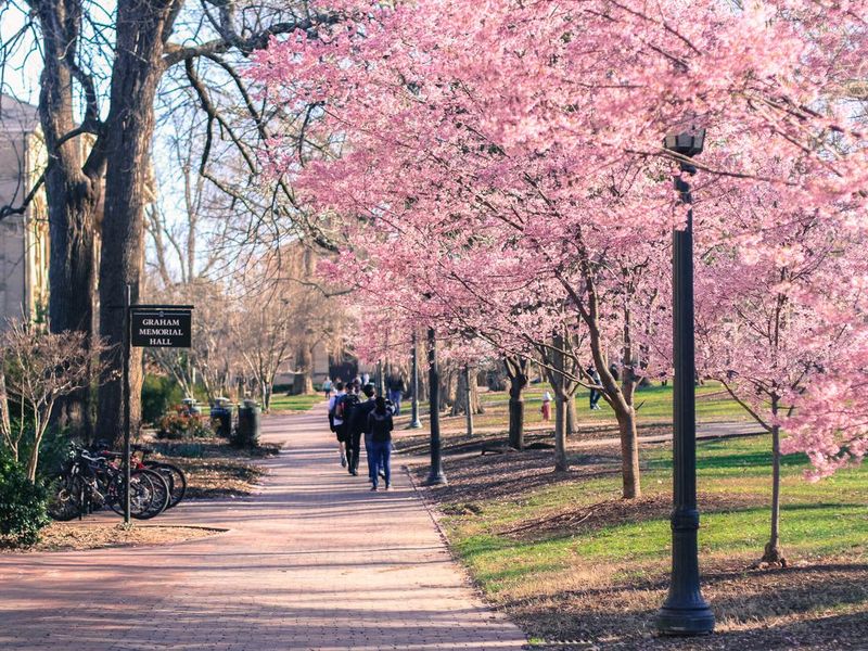 Spring Cherry Blossoms at UNC-Chapel Hill