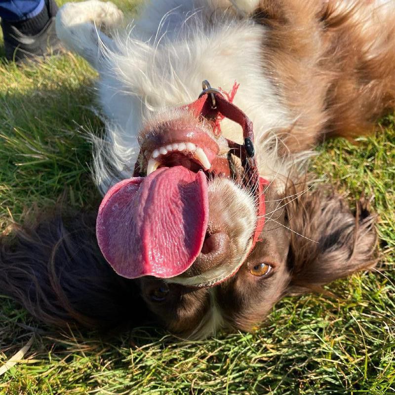Springer spaniel with its tongue out