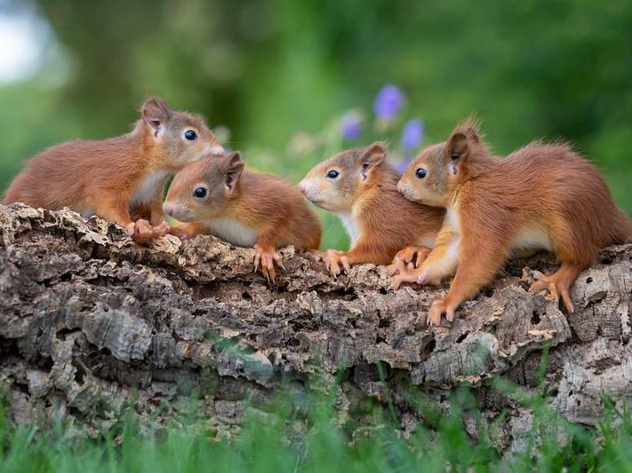 Squirrel Family