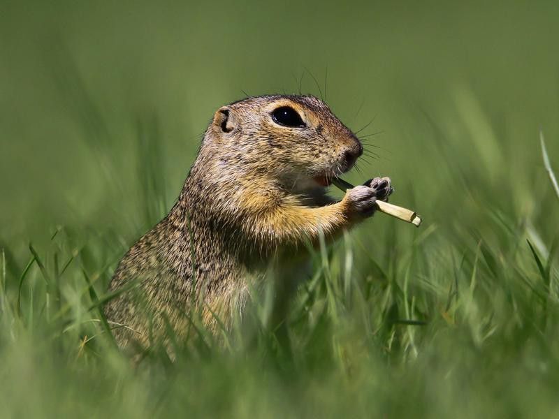 squirrel flute